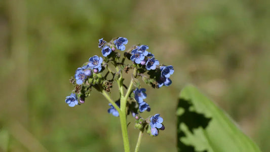 Sargentodoxa cuneata: Health Benefits, Traditional Uses, and Safety