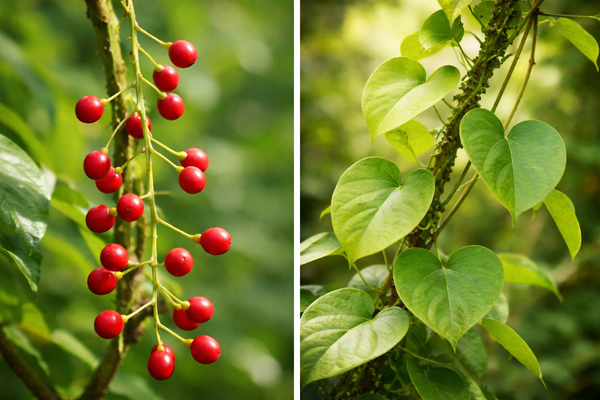 Tinospora sinensis and Tinospora cordifolia (Guduchi): What’s the Difference?