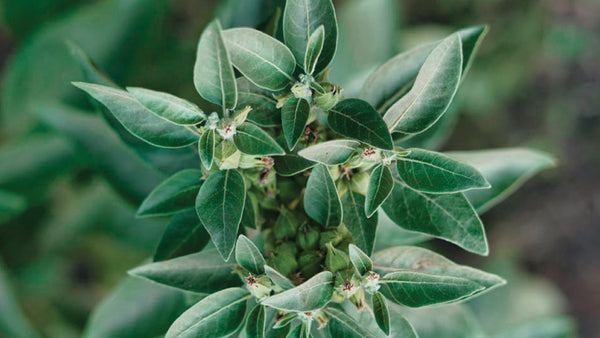 Top 10 Adaptogens to Lower Cortisol Without Losing Your Edge