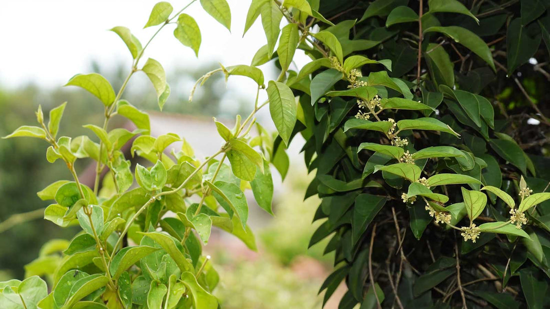 The Sugar Destroyer: How Naturem Glucose Guard Harnesses Ancient Wisdom and Modern Science to Revolutionize Metabolic Health