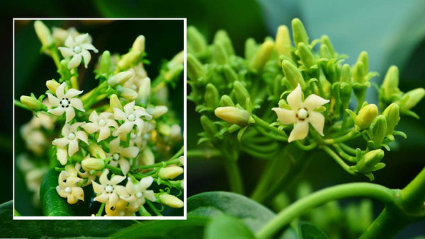 The Ultimate Guide to Natural Blood Sugar Management: How 9 Powerhouse Herbs Restore Metabolic Balance