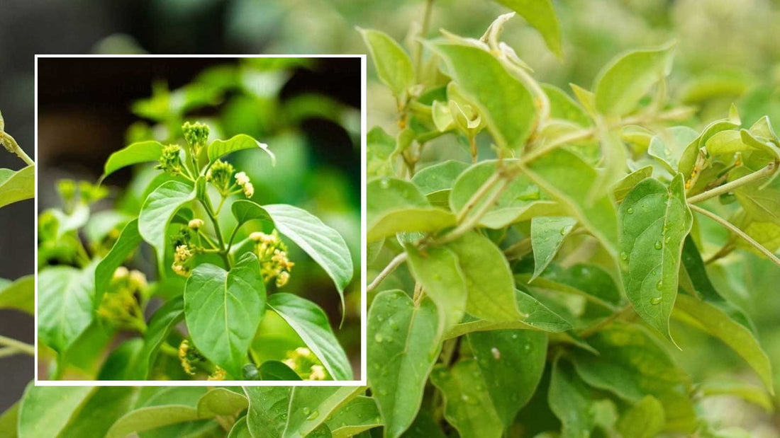 The Sugar Destroyer: Bridging Ancient Wisdom and Modern Science for Metabolic Mastery