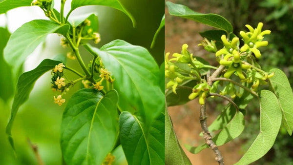 The Science of Gymnemasides: Mastering Metabolic Health with Naturem™ Glucose Guard