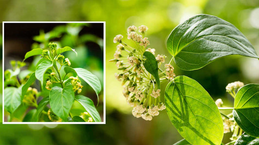 Gymnema Sylvestre: The Sugar Destroyer and Its Role in Metabolic Health