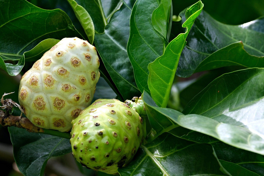 Morinda Citrifolia (Noni): Benefits for Immunity, Digestion, and Joint Health