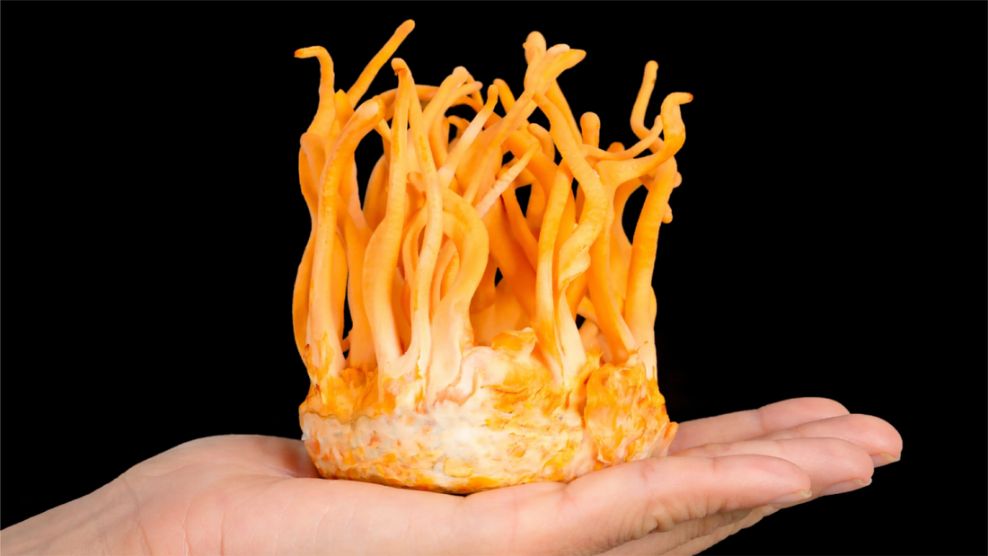 The Rise of Mycoprotein: Why Fungi-Based Protein is the Future of Food