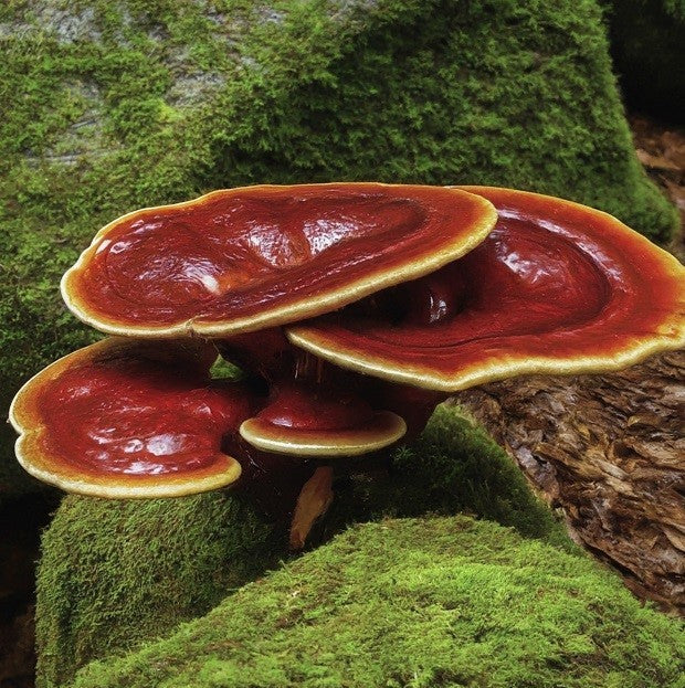 Discover the Power of Red Reishi Mushroom with Lanui™ Slim: Your Path to Weight Loss